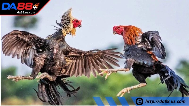 Một số loại hình đặt cược hot của đá gà trực tiếp tại Da88 Một số loại hình đặt cược hot của đá gà trực tiếp tại Da88