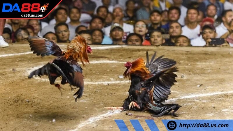 Những nét thú vị có ở đá gà trực tiếp tại DA88 Những nét thú vị có ở đá gà trực tiếp tại DA88